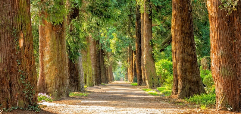 Oisterwijkse bossen en vennen op de fiest