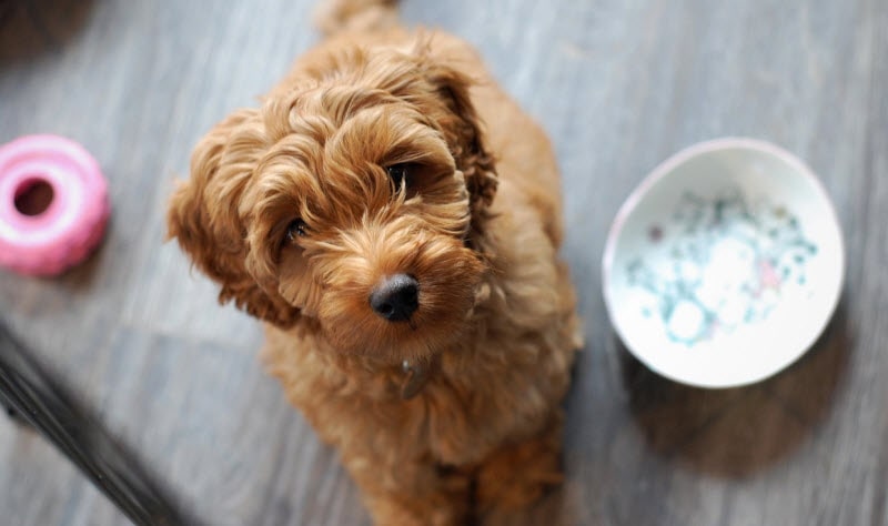 Labradoodle mini