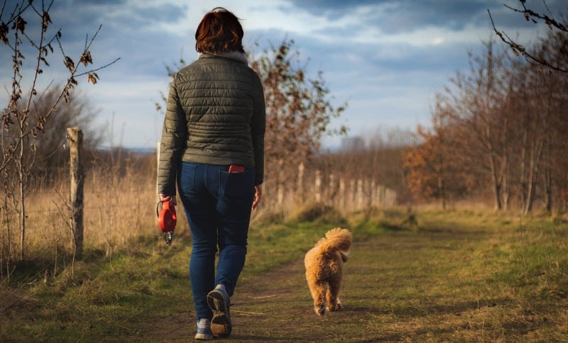 wandeling met je hond in het bos