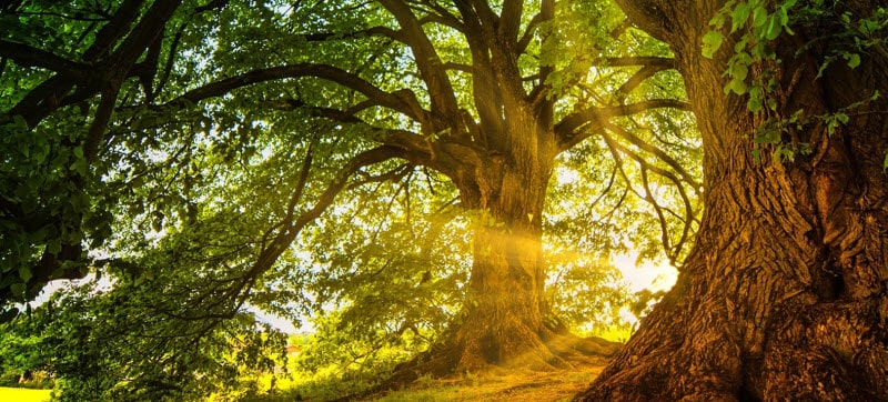 natuur in Oisterwijk